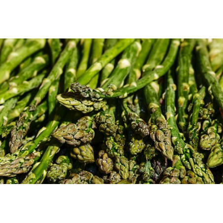 ASPARAGUS - ARGENTEUIL