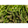 ASPARAGUS - ARGENTEUIL