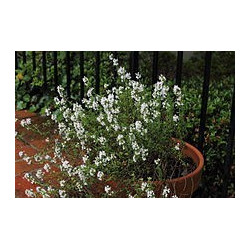 THYME - SUMMER THYME