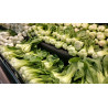 BOK CHOY - BABY CHOY