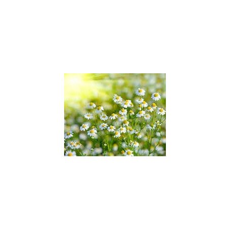 CAMOMILE - ROMAN