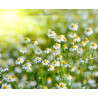 CAMOMILE - ROMAN