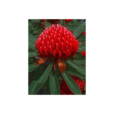 WARATAH - NSW WARATAH