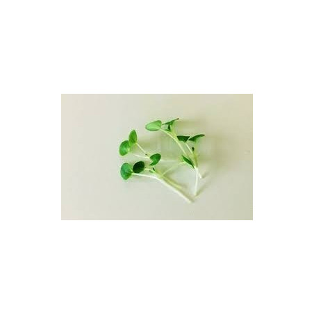SAGE