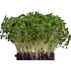 Shiso (Green)