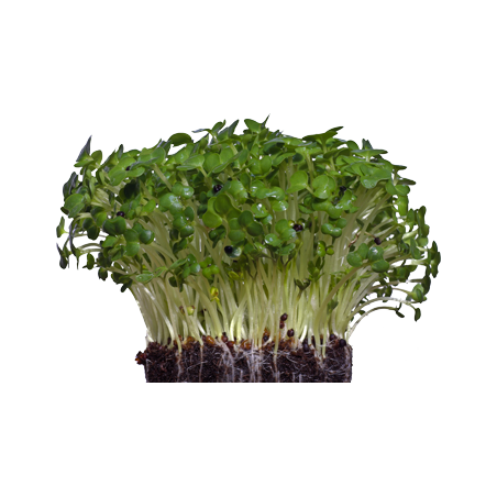 Shiso (Green)