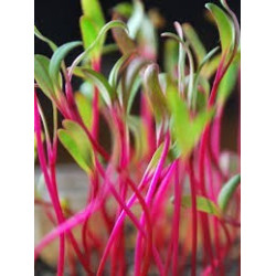 Beet - Green Flame