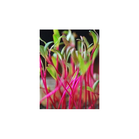 Beet - Green Flame