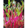 Beet - Green Flame