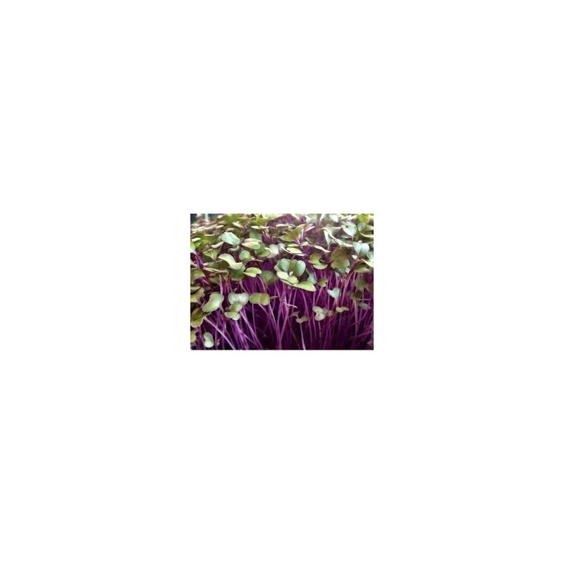 Kohlrabi - Purple Vienna
