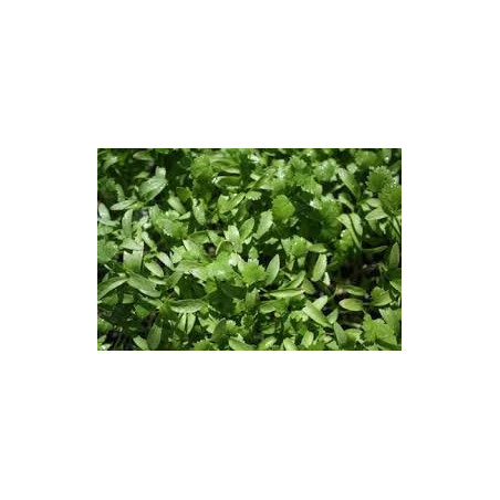 Dill - Bouquet