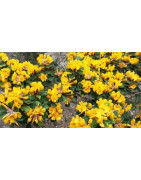 bush