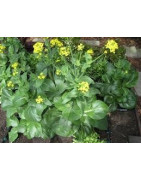 Bok Choy