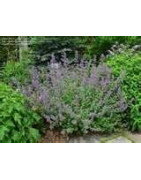 Catmint