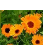 Calendula