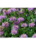 Bergamot