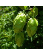 Hops