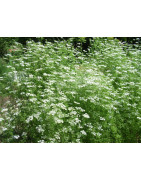Anise