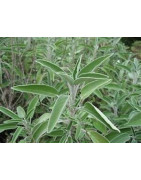 Sage