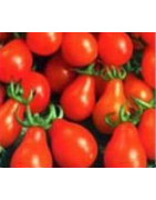Tomato Seed varieties Heritage Heirloom Organic Bush Vine Coloured