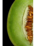Honeydew