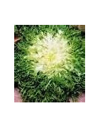 Endive