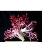 chicory
