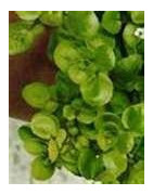 Cornsalad