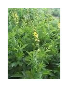 Agrimony