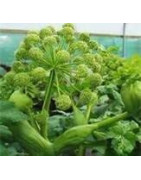Angelica