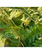 Chinese Milkvetch