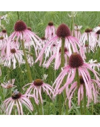 Echinacea
