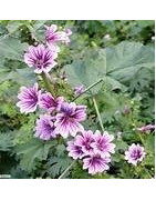Horehound