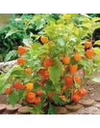 Cape Gooseberry