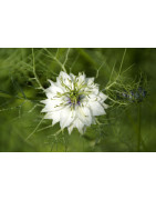 nigella