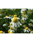 camomile