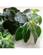 oregano