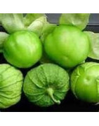 Tomatillo