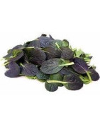 tatsoi