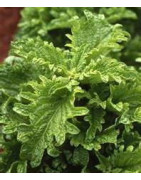 basil
