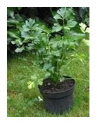 celery