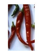 Chilli