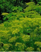 dill
