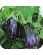 eggplant