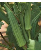okra