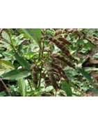 pigeon pea