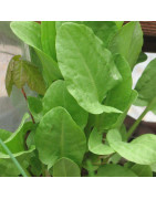sorrel