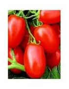 Bush garden Tomato seed