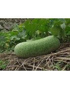 wax gourd