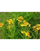 Tarragon